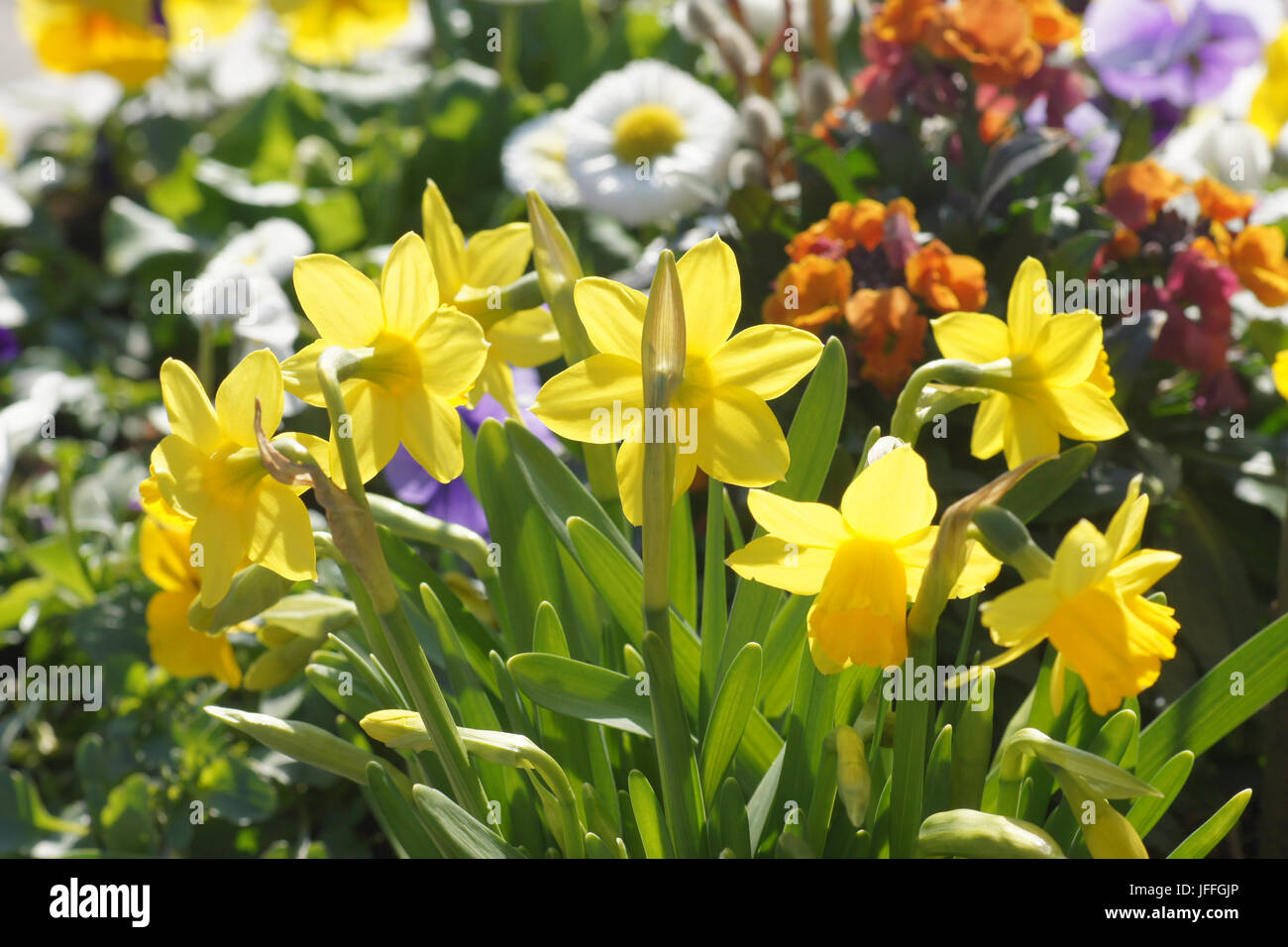 Jonquille Narcissus cyclamineus, nain Photo Stock - Alamy