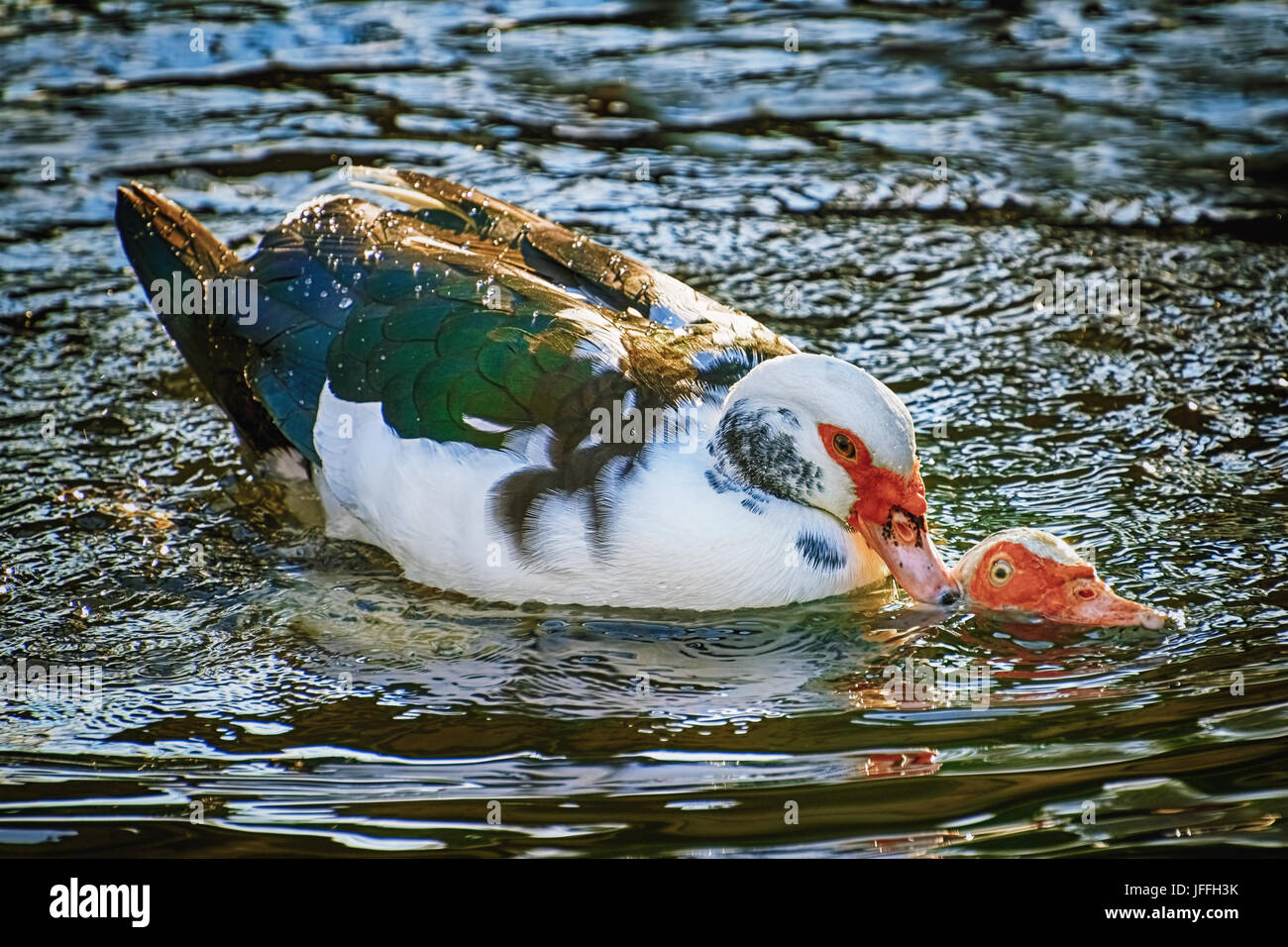 Canards sur l'eau Banque D'Images