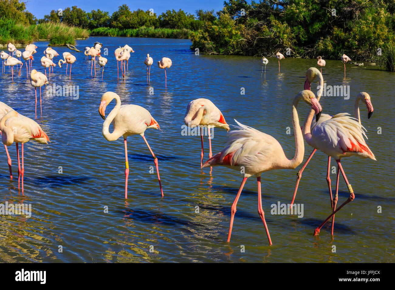 Volée de flamants roses adorable Banque D'Images