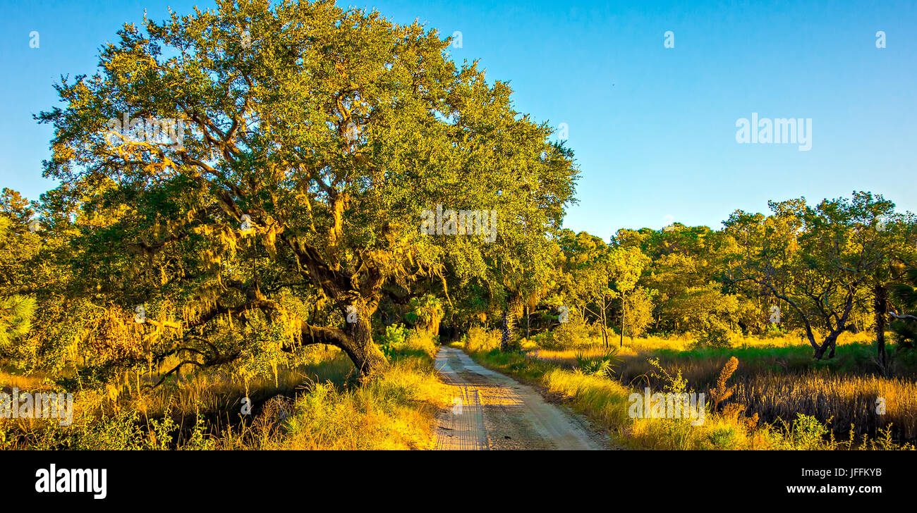 Route de campagne bordée de chênes Banque D'Images