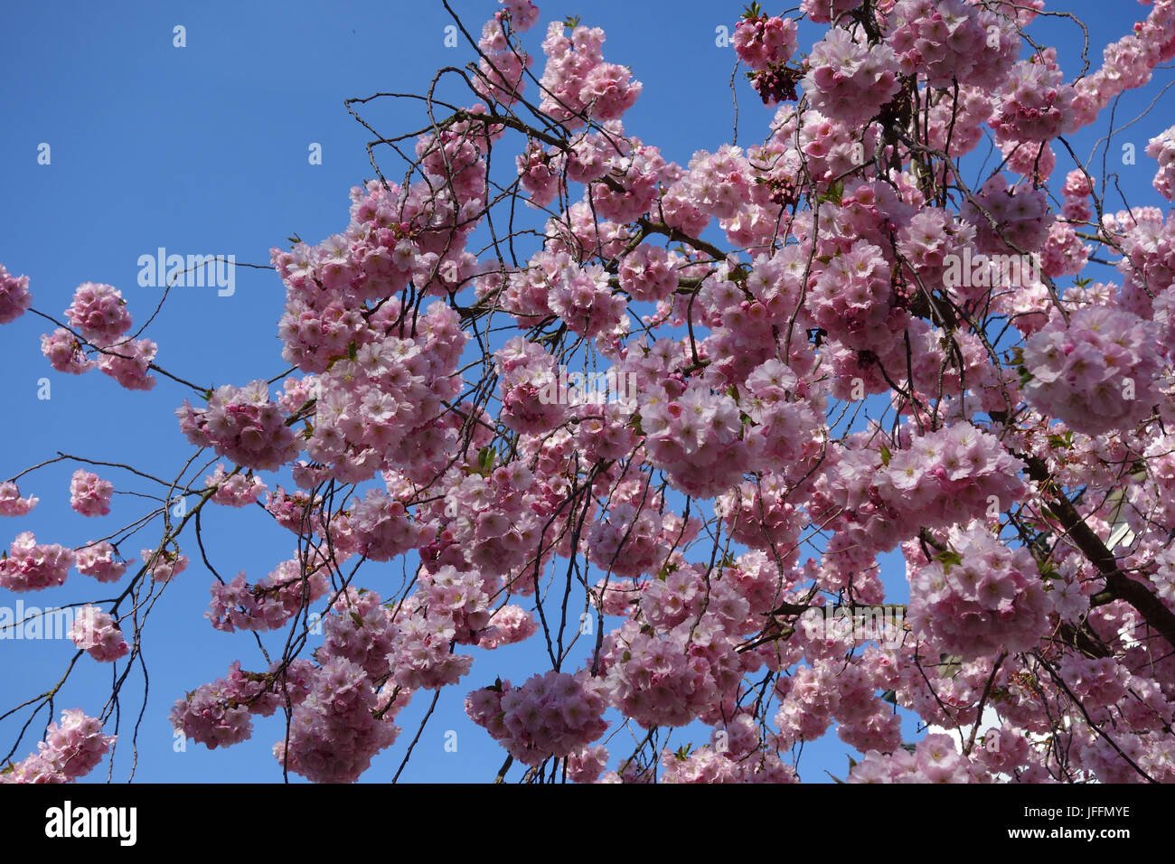 Prunus subhirtella Accolade, Flowering Cherry Banque D'Images