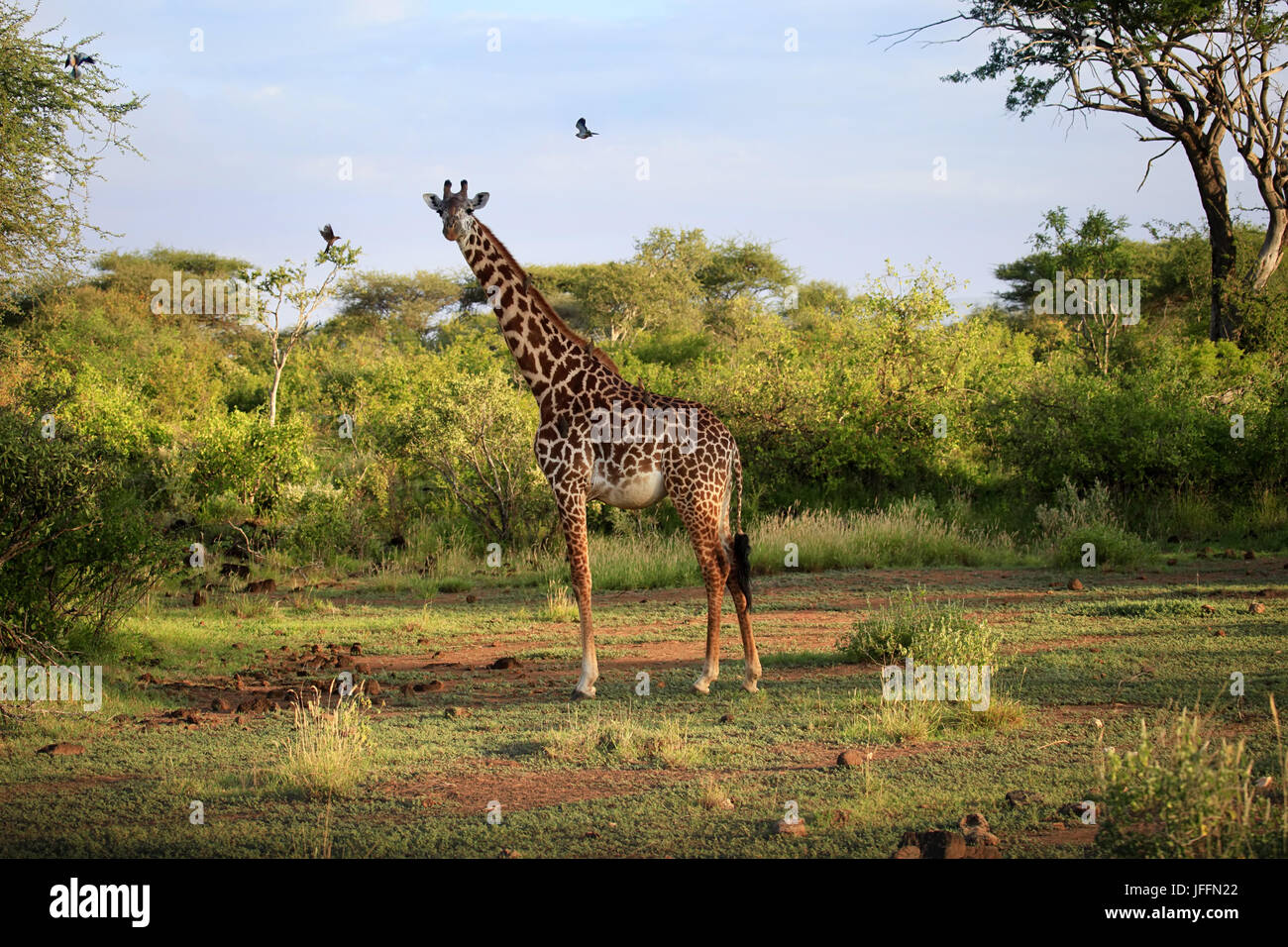 Une girafe au Kenya Banque D'Images