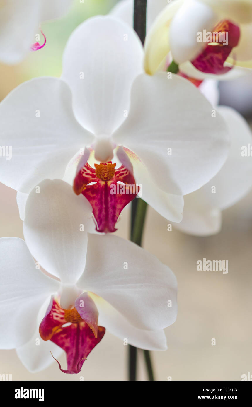 Tête de blanc et rouge, orchidée phalaenopsis, natural background Photo  Stock - Alamy