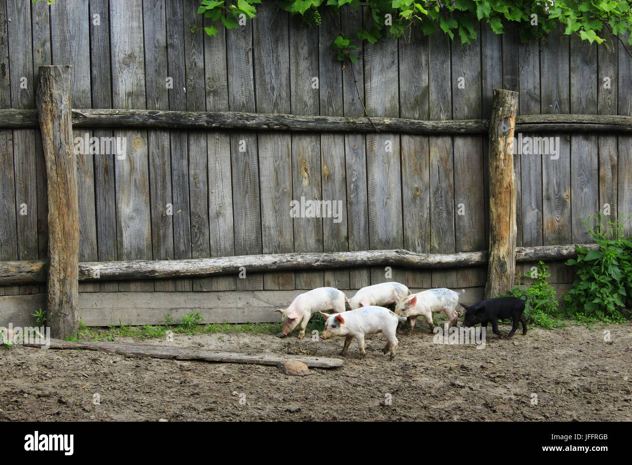 Les porcelets d'exécuter jolly à la ferme Banque D'Images