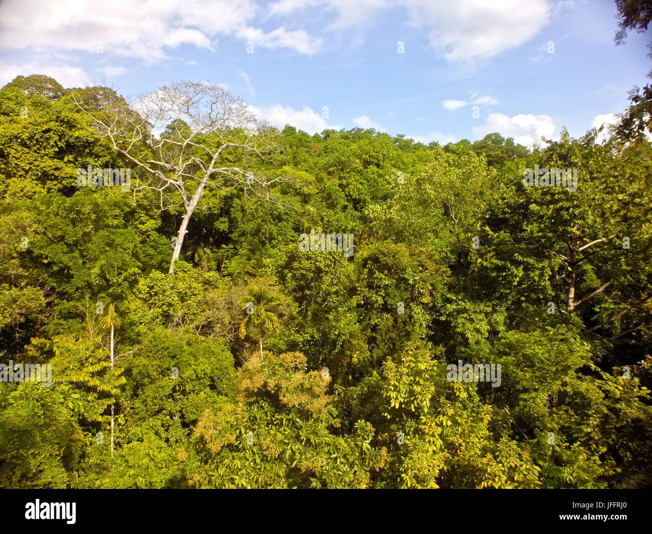 Forêt tropicale sur l'île de Barro Colorado. Banque D'Images