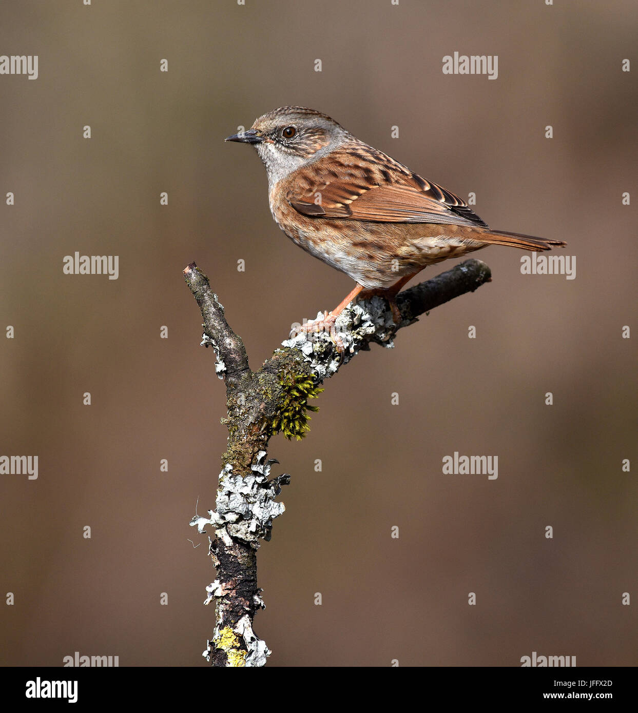 Accentor couverture nid ; ; ; accentor Banque D'Images