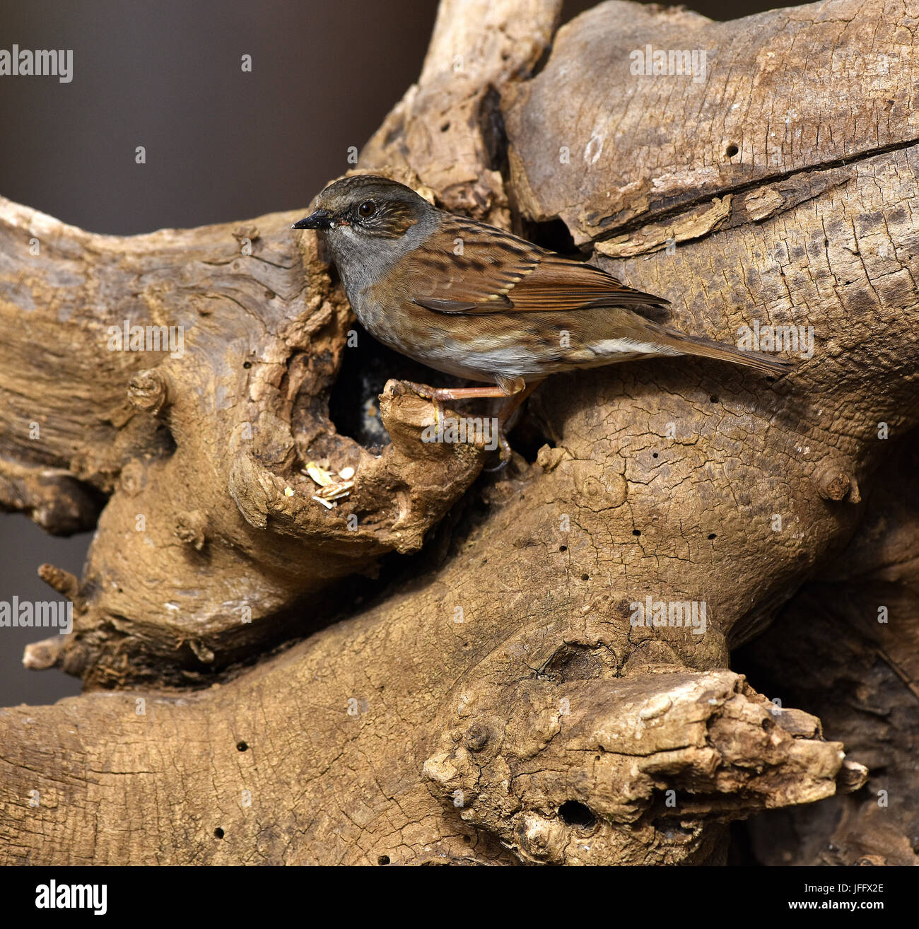 Accentor couverture nid ; ; ; accentor Banque D'Images