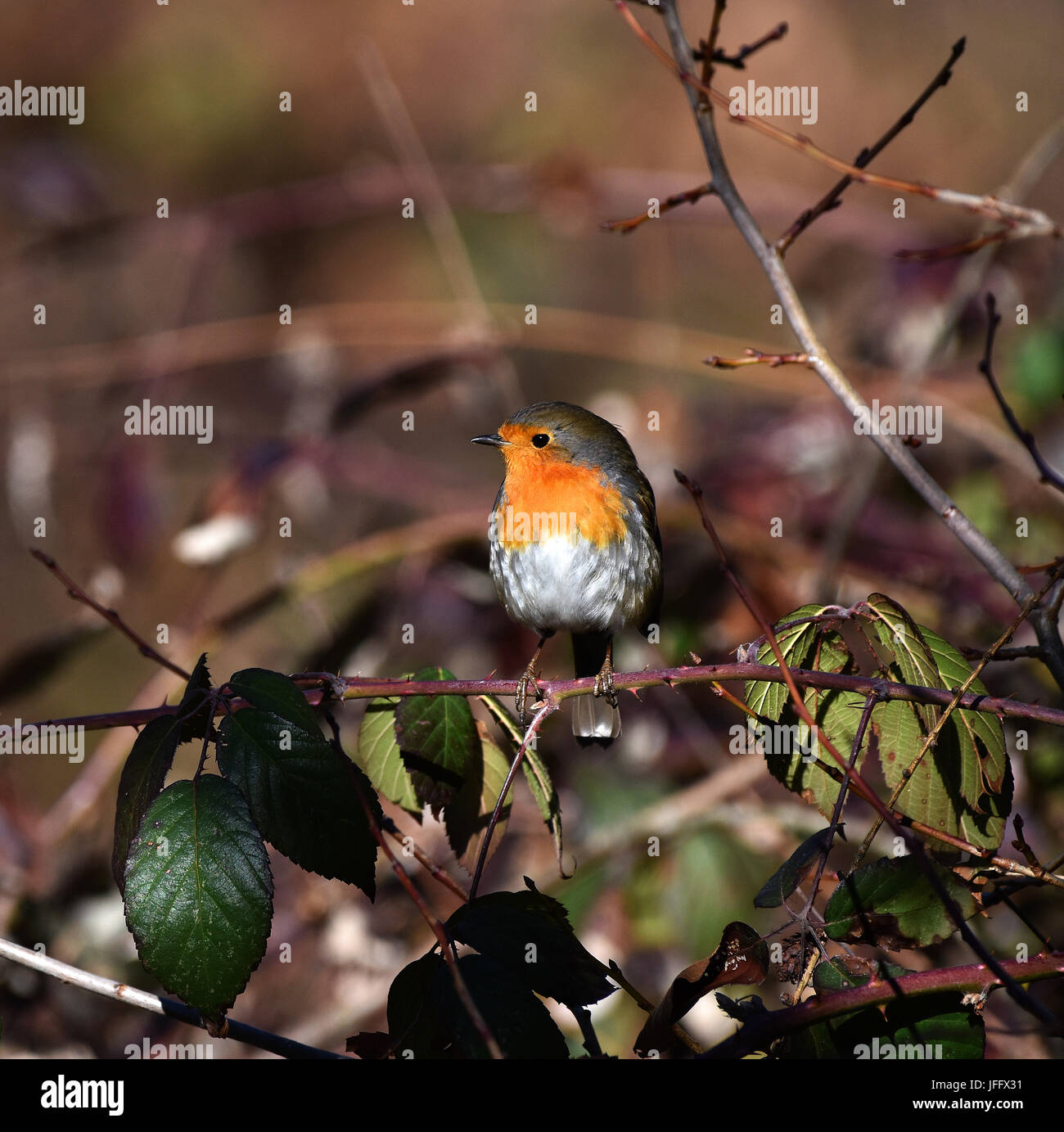 Robin redbreast Erithacus rubecula aux abords ; ; ; Banque D'Images Robin redbreast Erithacus rubecula aux abords ; ; ; Banque D'Images