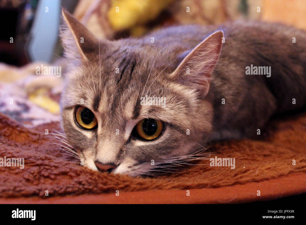 Museau de chat tout droit écossais Banque D'Images