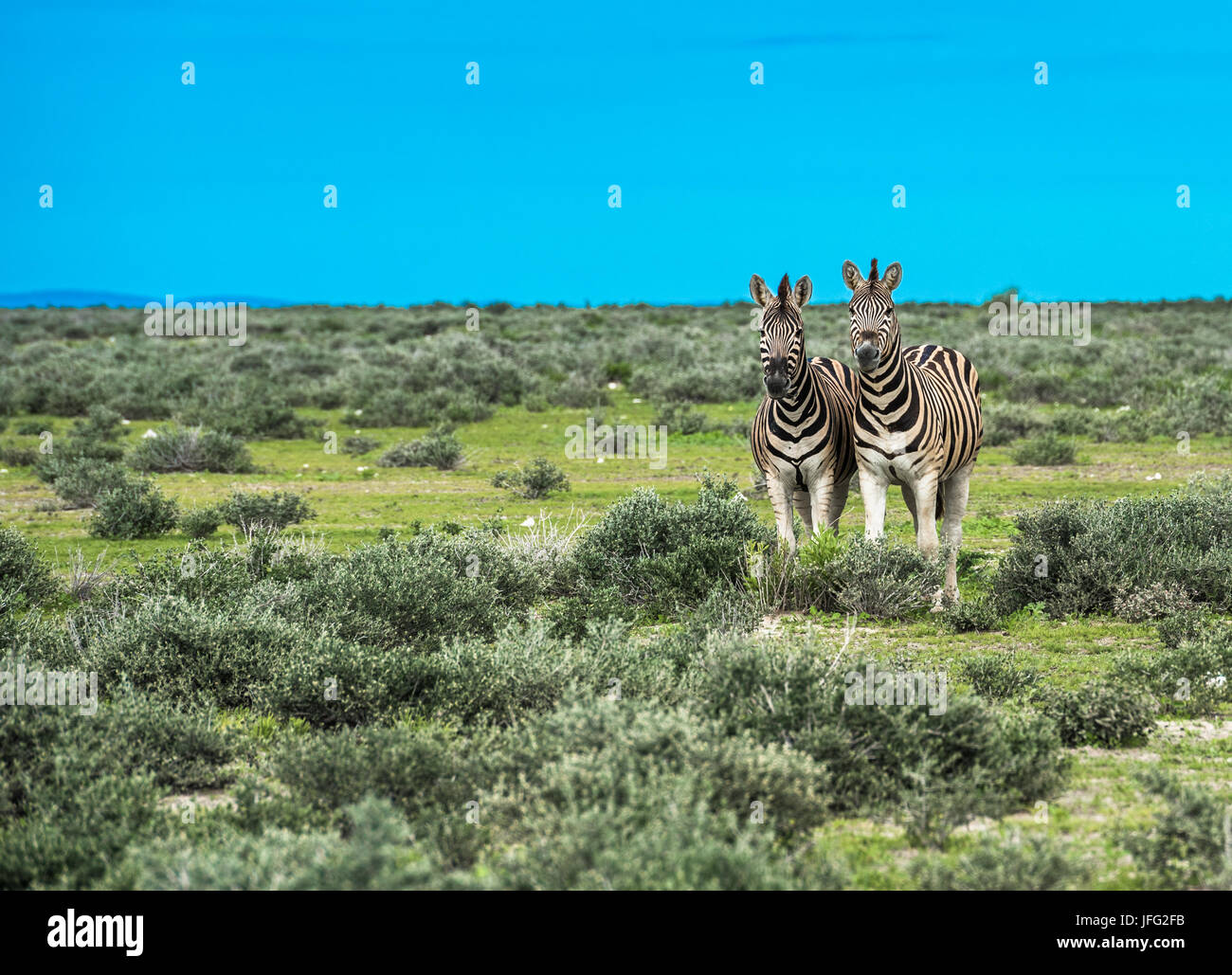Les zèbres dans le parc national d'Etosha, Namibie Banque D'Images
