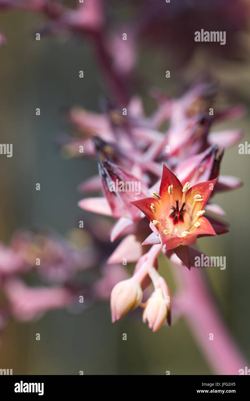 Fleurs d'un Echeveria gibbiflora Banque D'Images