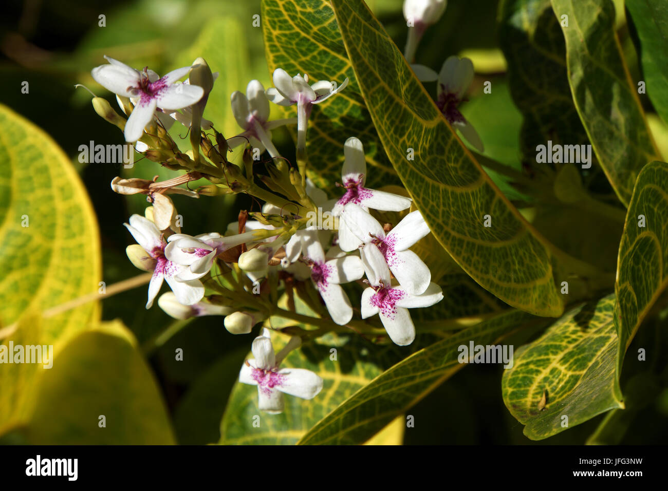 Pseuderanthemum carruthersii var. reticulatum Banque D'Images