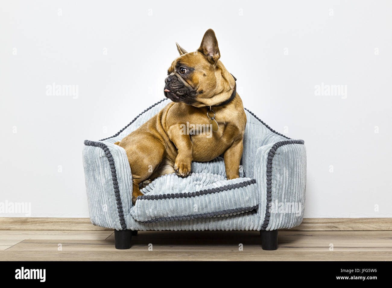 Bulldog sur un petit canapé Banque D'Images