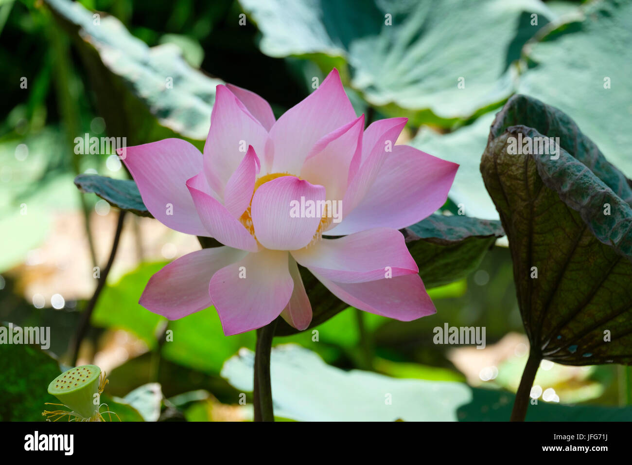 Close up of fleur de lotus Banque D'Images