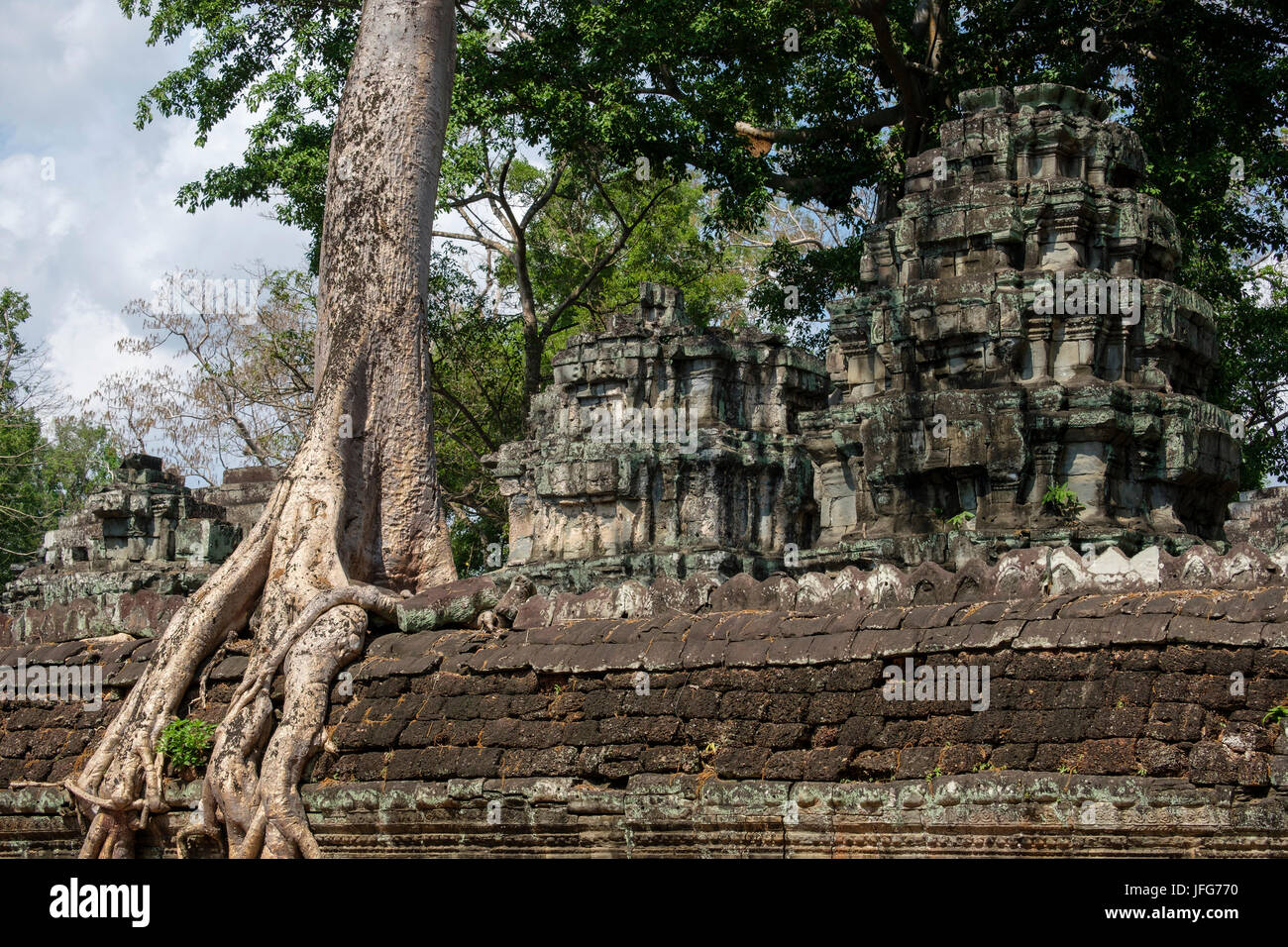 Ta Prohm temple, Siem Reap, Cambodge Banque D'Images