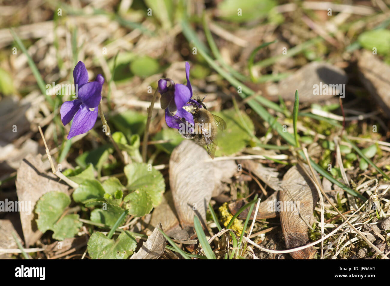 Viola odorata, Violette odorante, avec bumblebee Banque D'Images