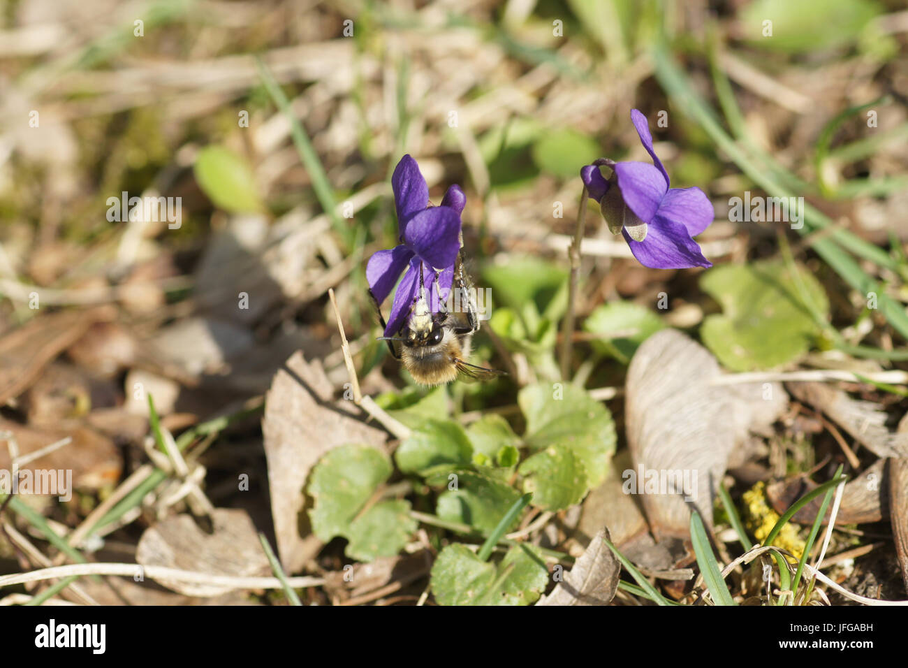 Viola odorata, Violette odorante, avec bumblebee Banque D'Images