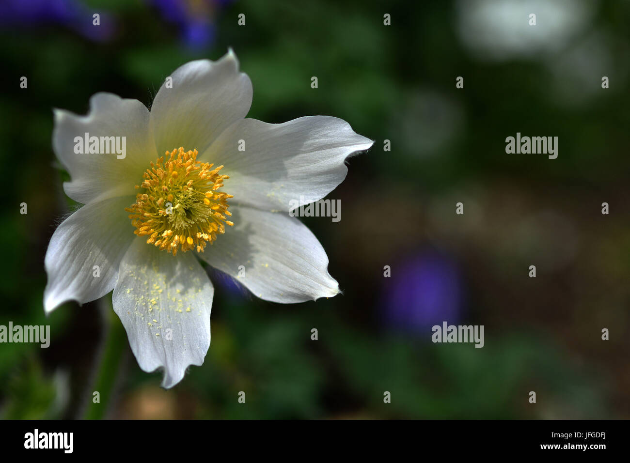 Anémone alpine ; fleur ; fleur ; Banque D'Images