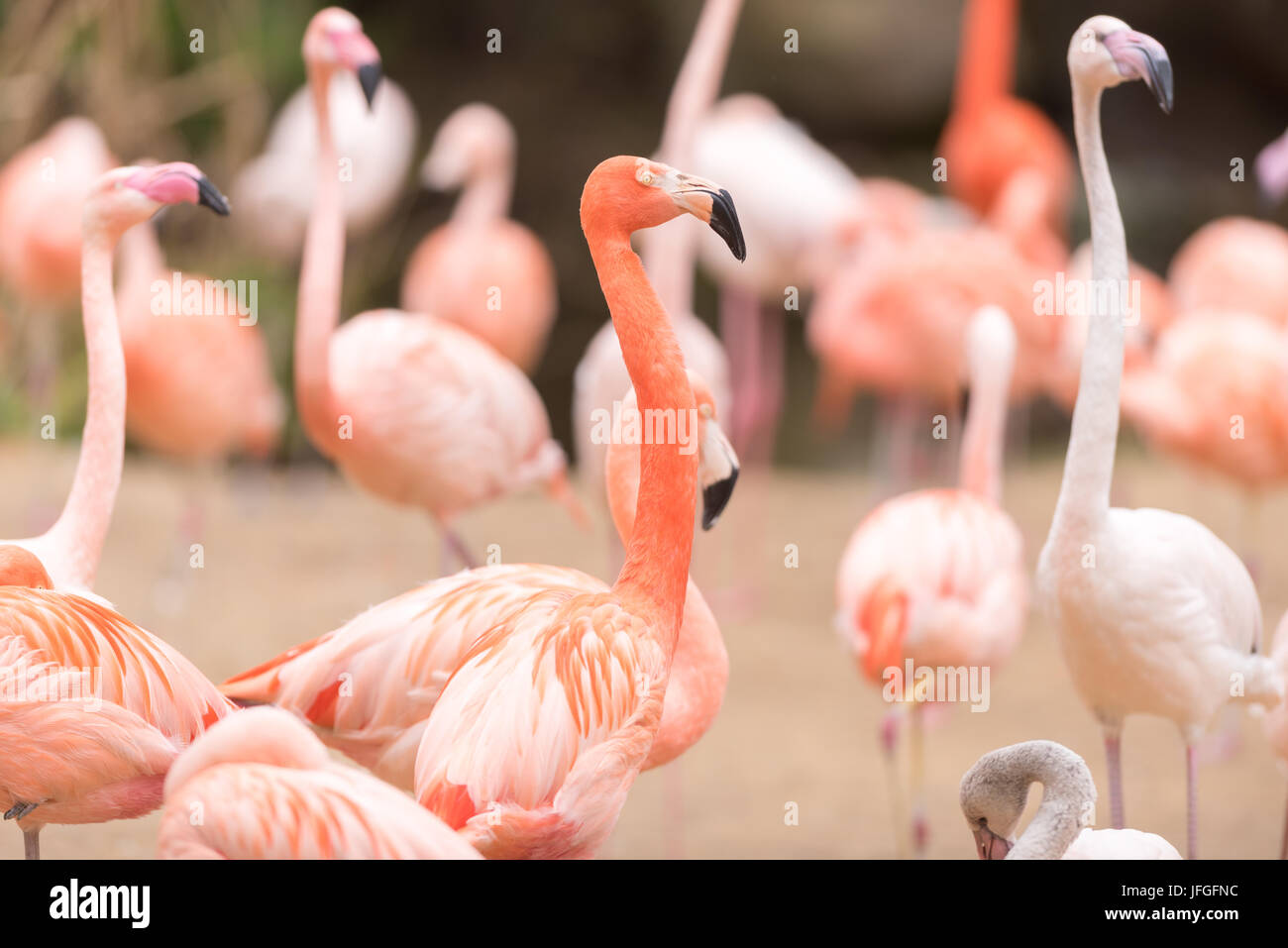 Flamant rose Banque D'Images