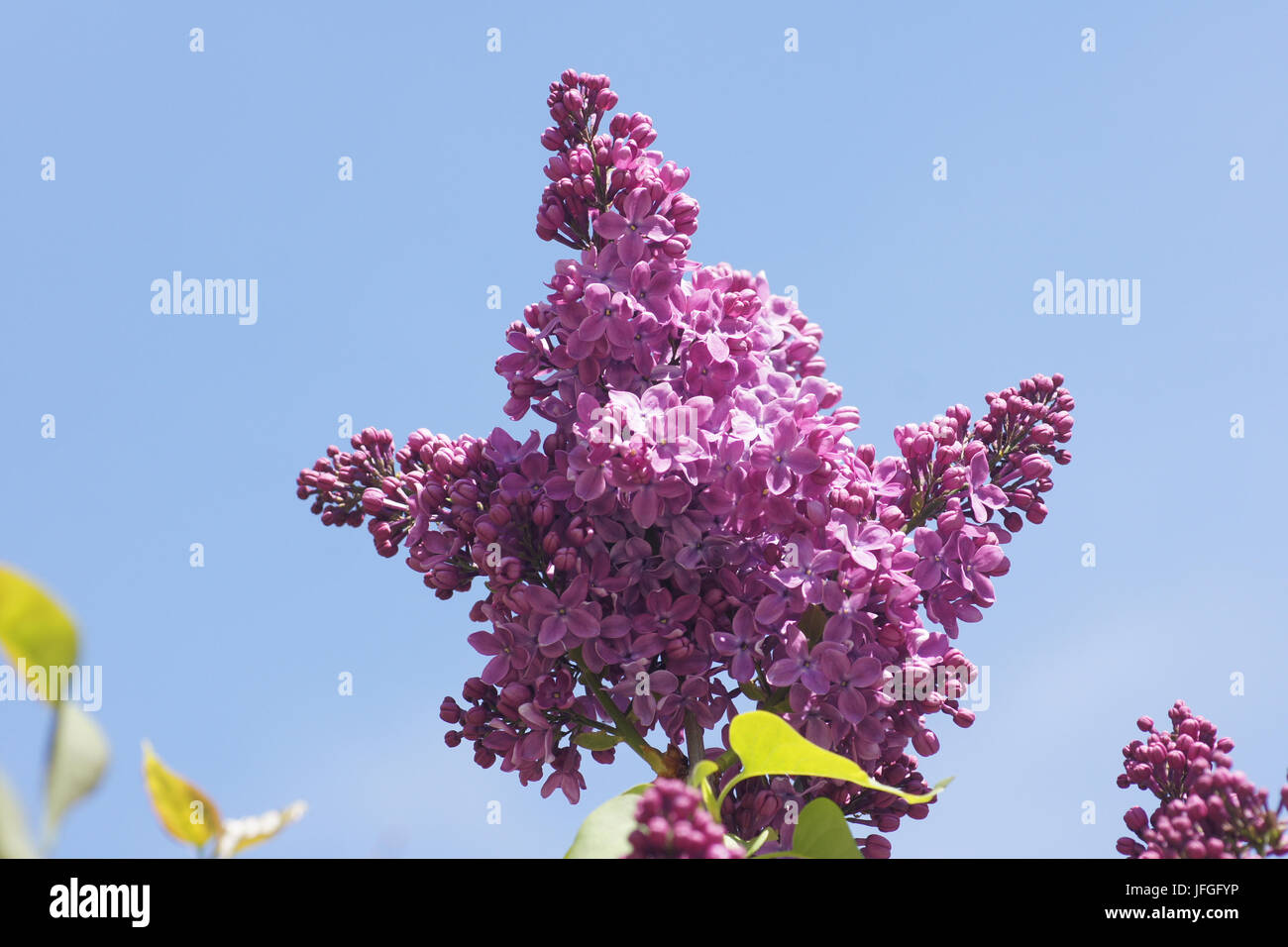 Syringa vulgaris, le lilas Banque D'Images