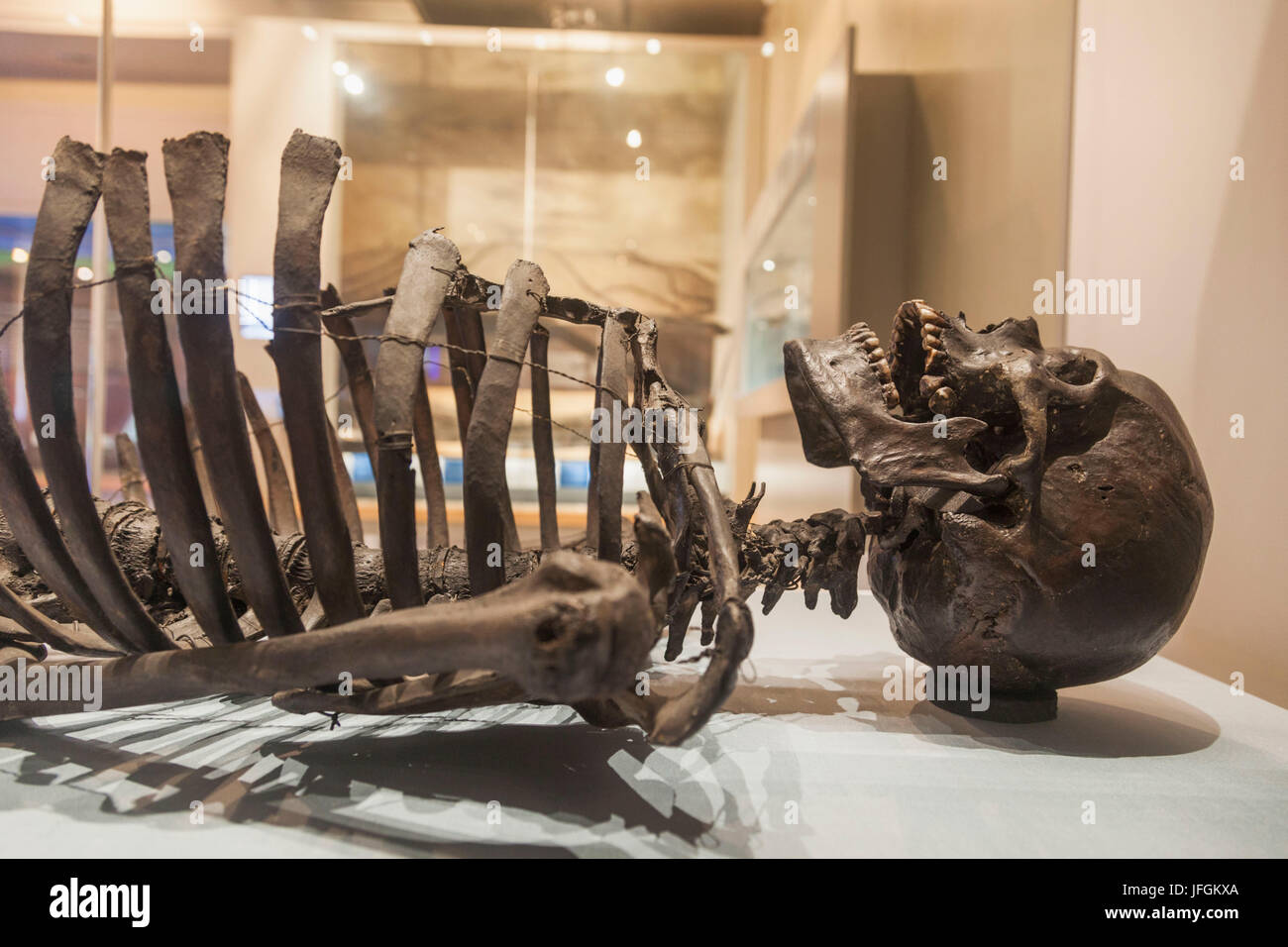 L'Angleterre, dans le Yorkshire, Scarborough, Scarborough Museum, squelette de 4000 ans Homme Gristhorpe Banque D'Images