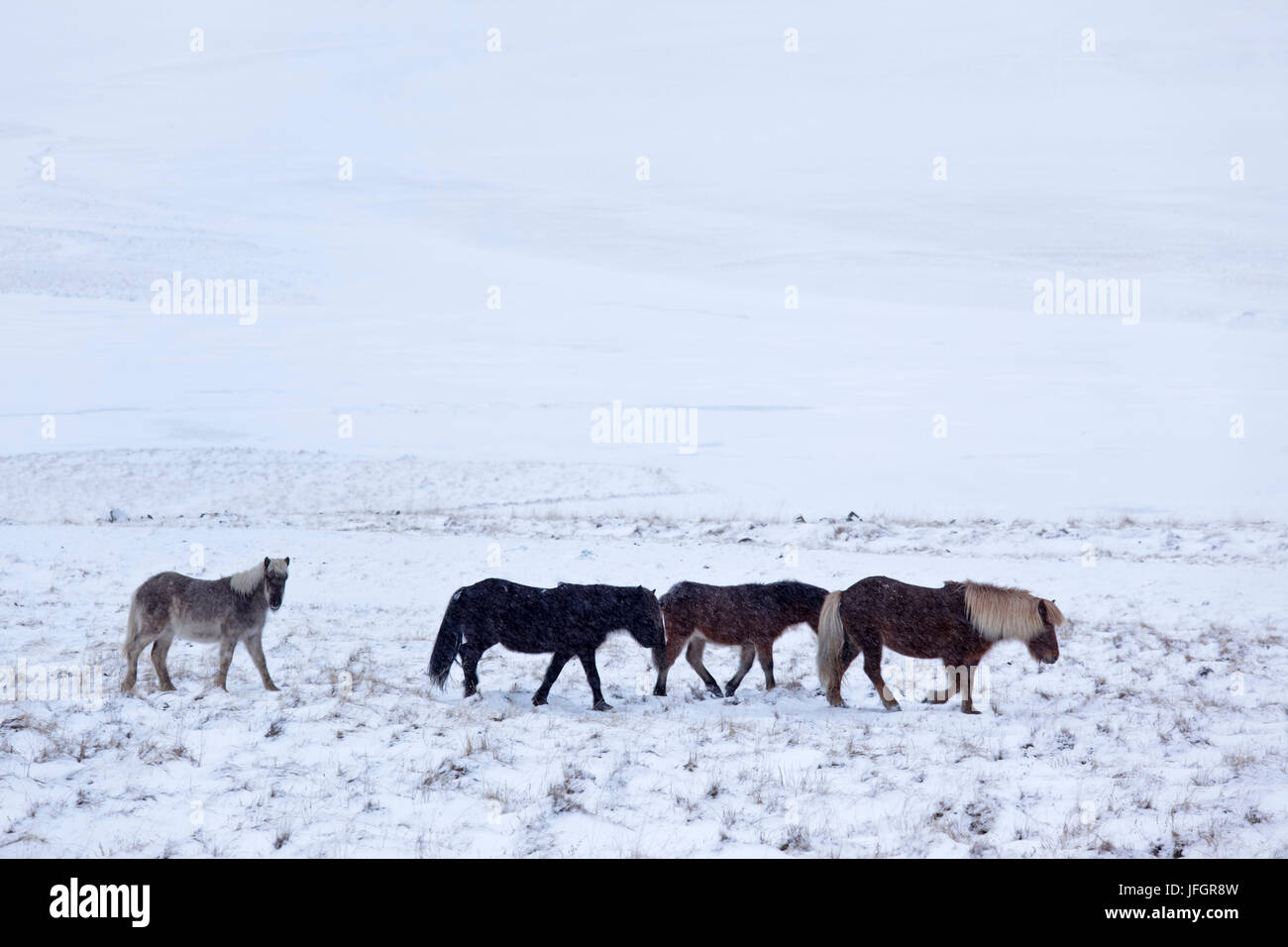 L'Islande, le nord, le nord de l'islande, Islande chevaux Banque D'Images