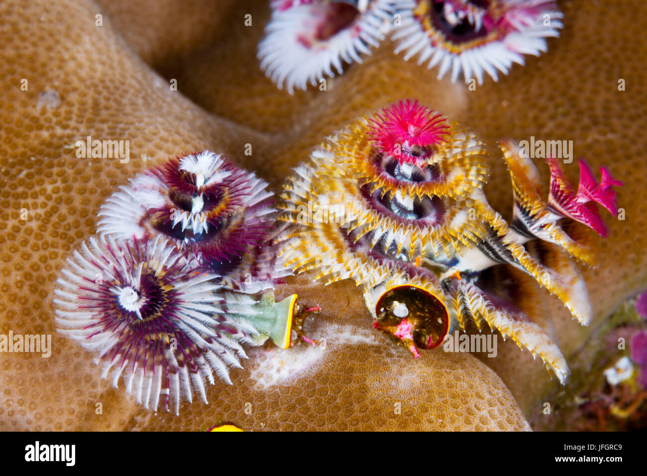 Arbre de Noël coloré worm, Spirobranchus giganteus, Floride, Iles Salomon Banque D'Images