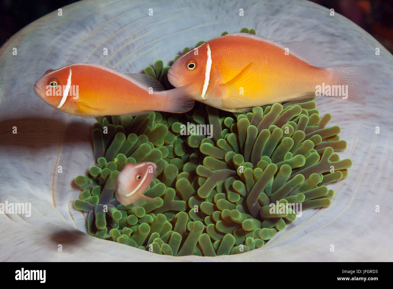 Famille rose, poisson clown Amphiprion perideraion, Floride, Iles Salomon Banque D'Images