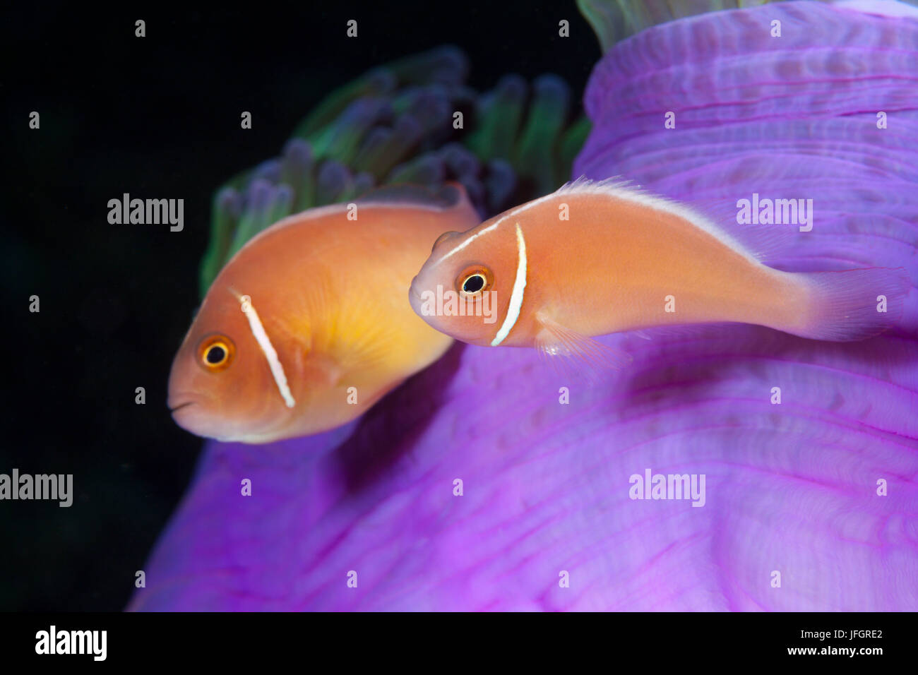 Poisson clown Amphiprion perideraion rose, la Floride, les îles, les Îles Salomon Banque D'Images