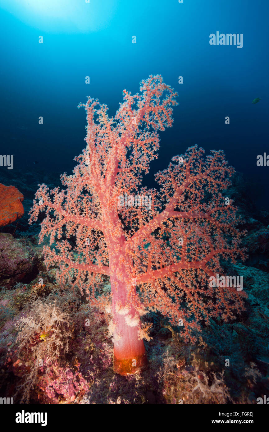 Klunzingers klunzingeri Dendronephthya, coraux mous, lagon de Marovo, les Îles Salomon Banque D'Images