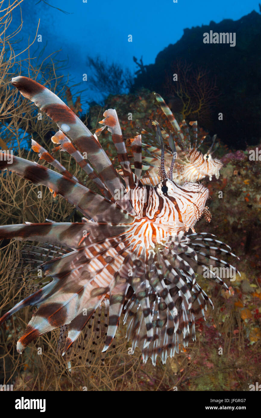 Red Lion Pterois volitans, poisson, lagon de Marovo, les Îles Salomon Banque D'Images