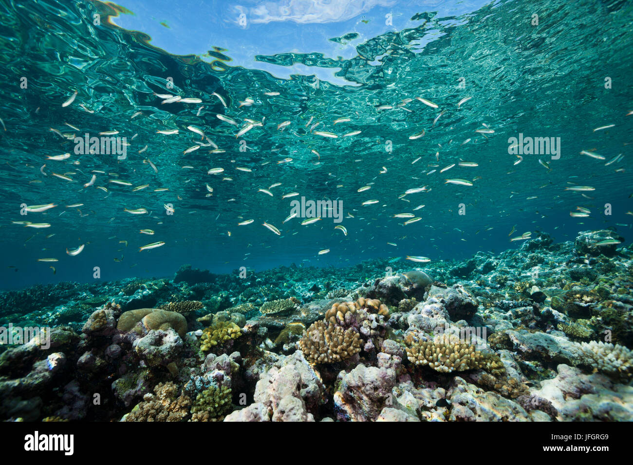 Dans les fusiliers de sardine reef toit, Dipteryginotus Marovo lagoon, balteatus, les Îles Salomon Banque D'Images