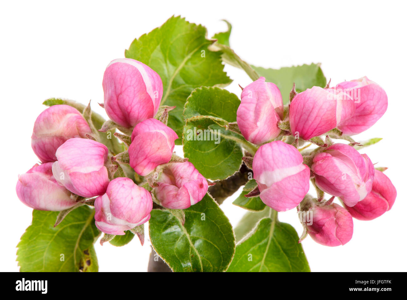Dans l'Inflorescence d'un Apple-tree in front of white background Banque D'Images