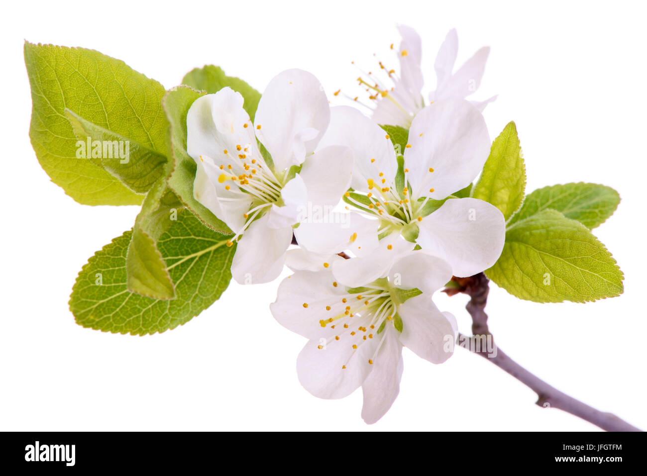 Dans une inflorescence plum-tree in front of white background Banque D'Images