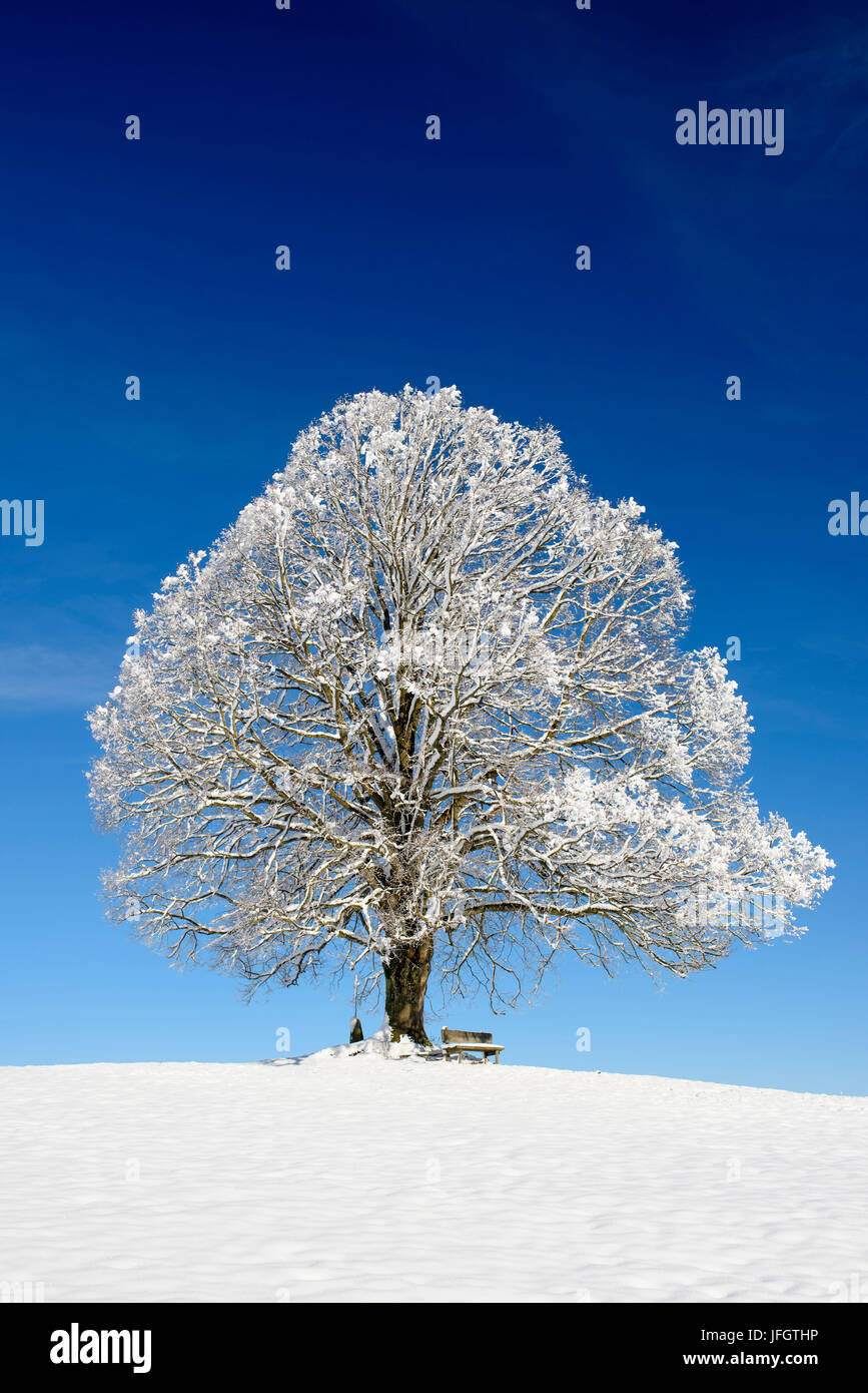 Tallness vieux tilleul avec le givre en hiver Banque D'Images