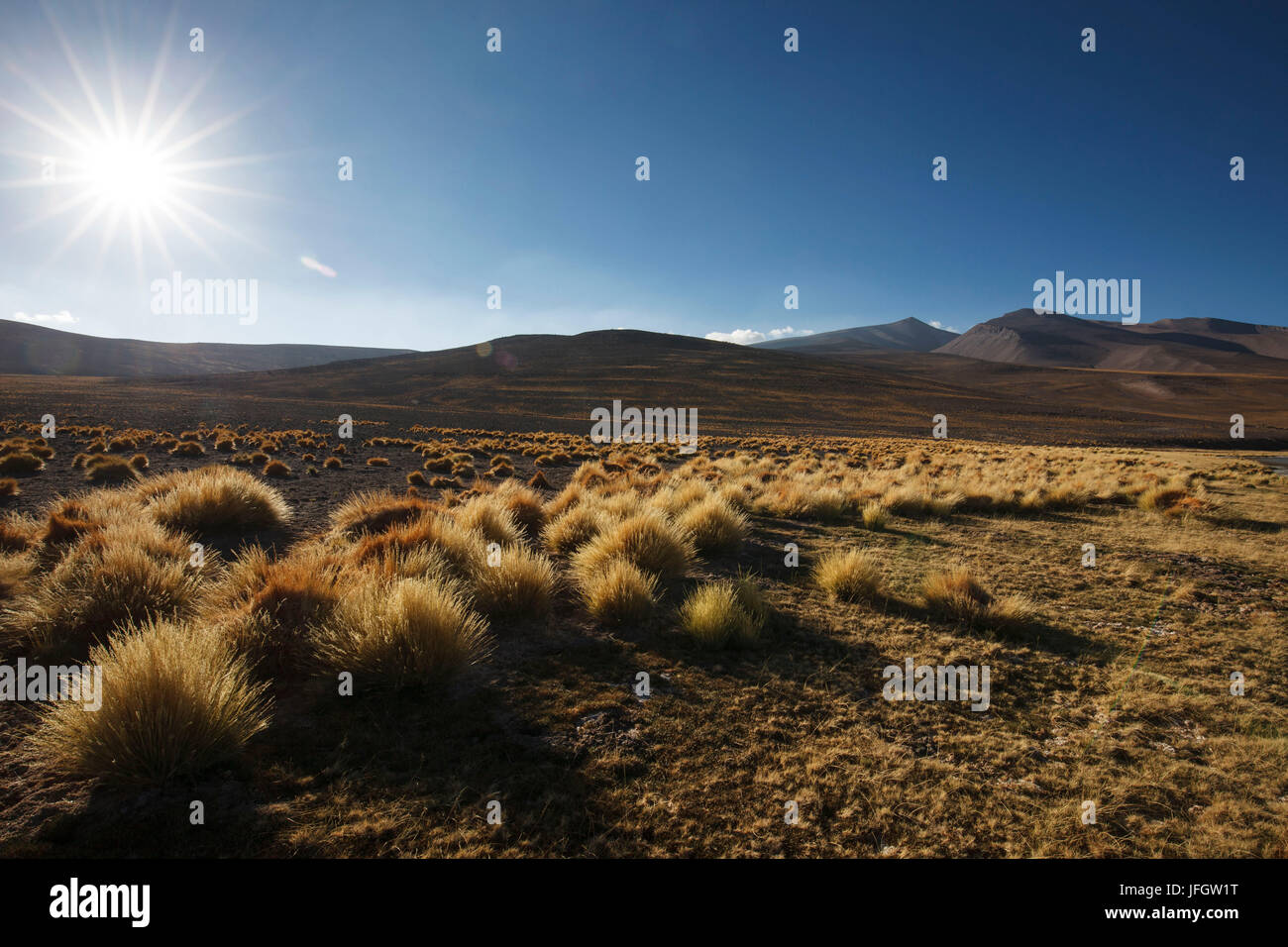 Le Chili, le parc national Nevado Tres Cruzes, Laguna Santa Rose, Ischu grass Banque D'Images