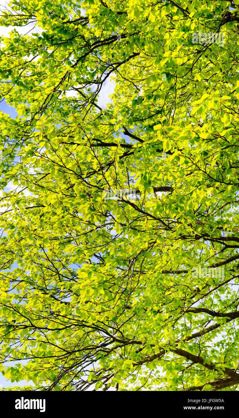 Haut de l'arbre d'un hêtre au printemps Banque D'Images