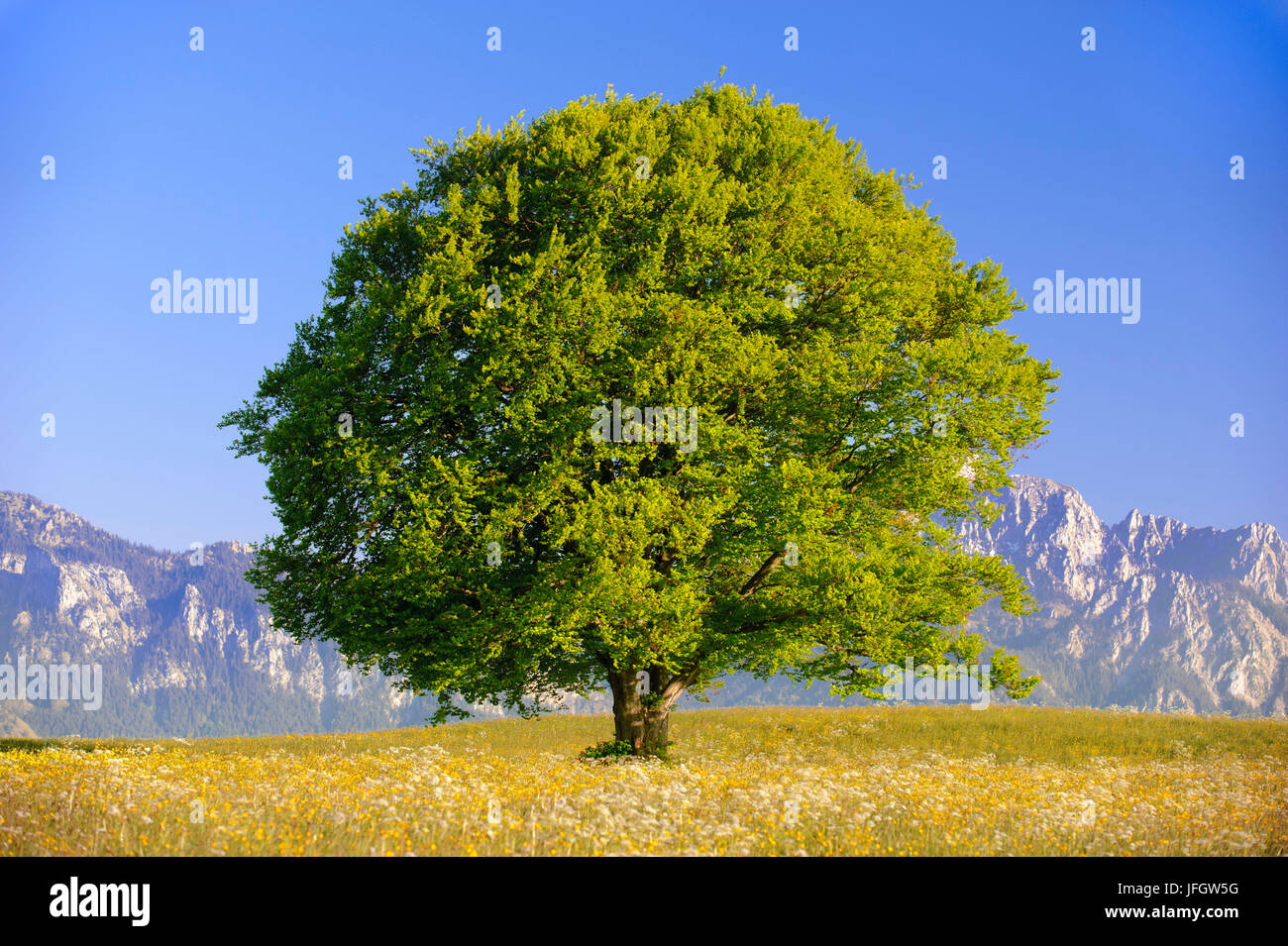 Grand Chêne comme un seul arbre au printemps Banque D'Images