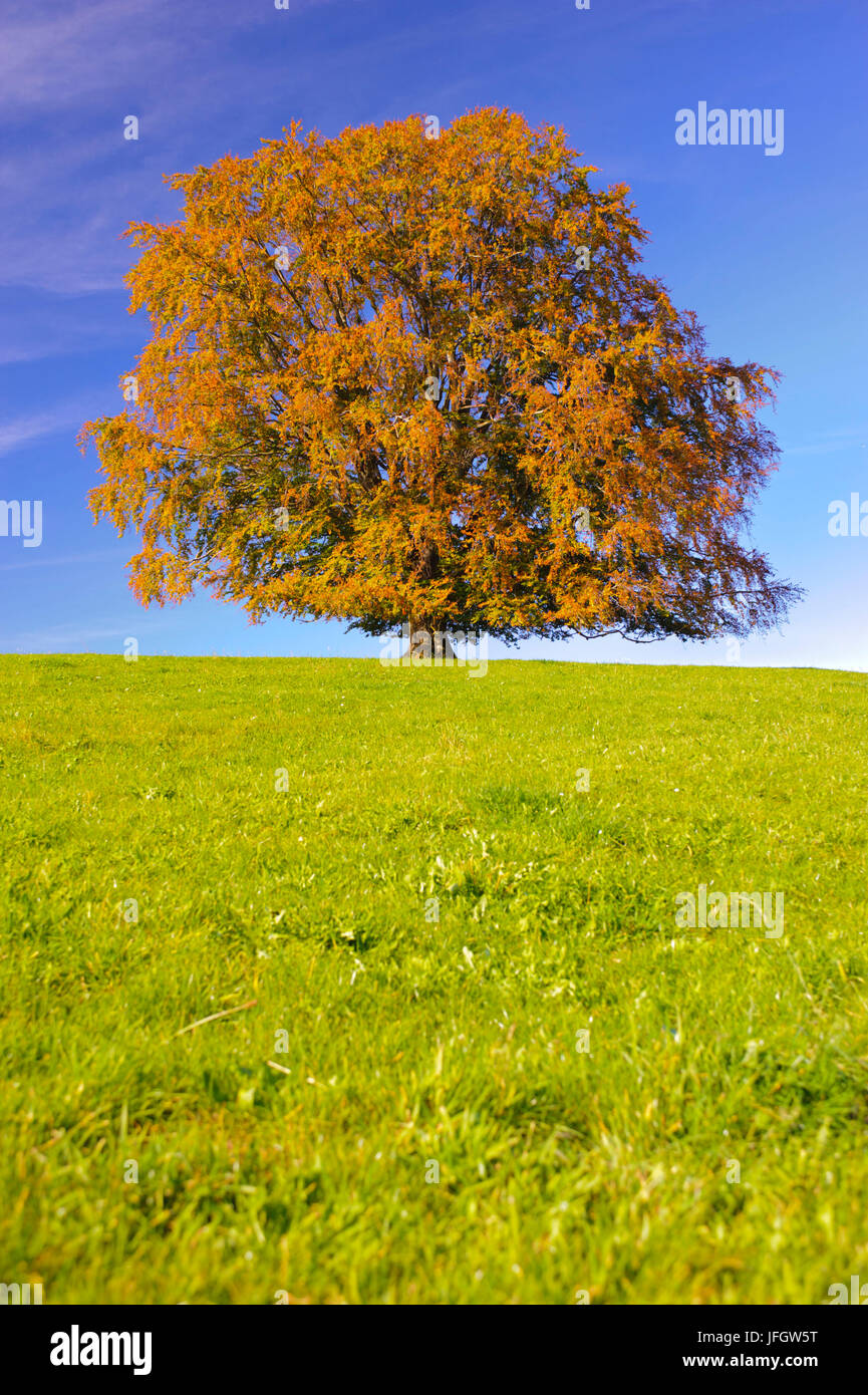Grand vieux hêtre en automne en Bavière Banque D'Images