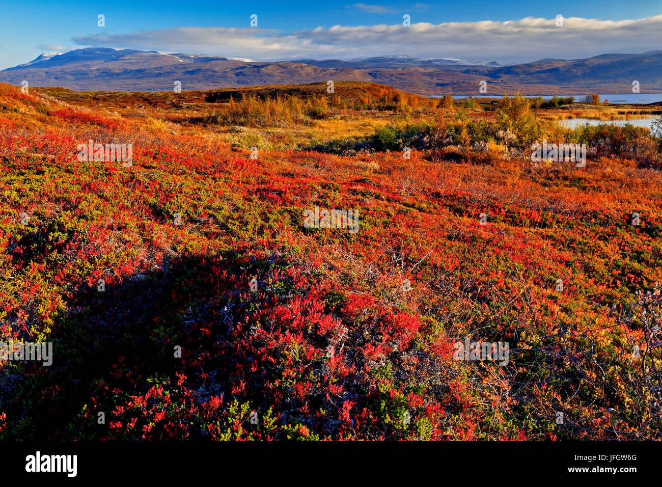 L'Europe, Suède, Laponie, province de Norrbotten, Abisko National Park, paysage marécageux Banque D'Images