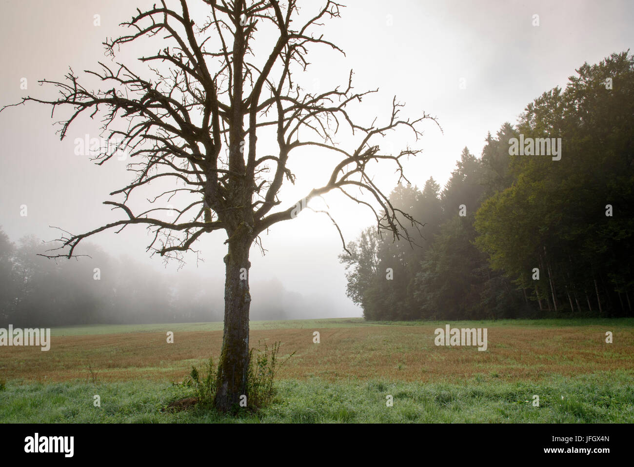 Brume matinale sur l'Höri, fruits morts-arbre, Lac de Constance, underlake, Baden-Wurttemberg, Allemagne Banque D'Images