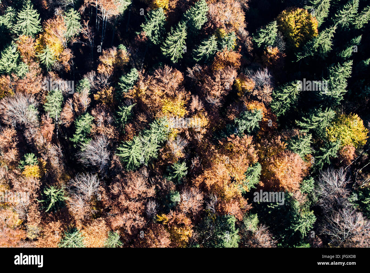 Bois de l'automne, les couleurs, la structure, Garmisch-Partenkirchen, vues aériennes, hautes terres, de Werdenfels, Bavière, Allemagne Banque D'Images