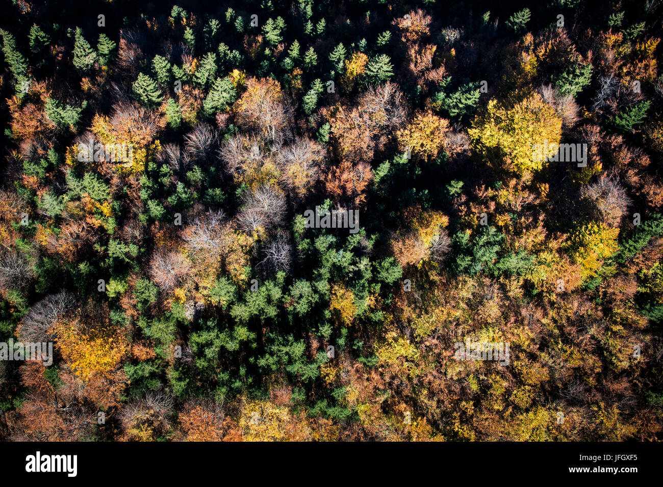 Bois de l'automne, les couleurs, la structure, Garmisch-Partenkirchen, vues aériennes, hautes terres, de Werdenfels, Bavière, Allemagne Banque D'Images