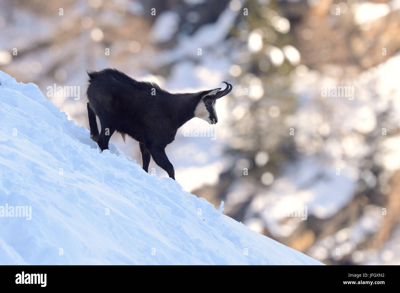 Chamois en hiver Banque D'Images