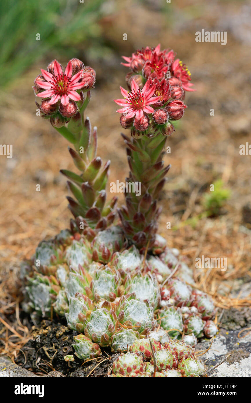 Cobweb houseleek Sempervivum arachnoideum, fleurs, avec Banque D'Images