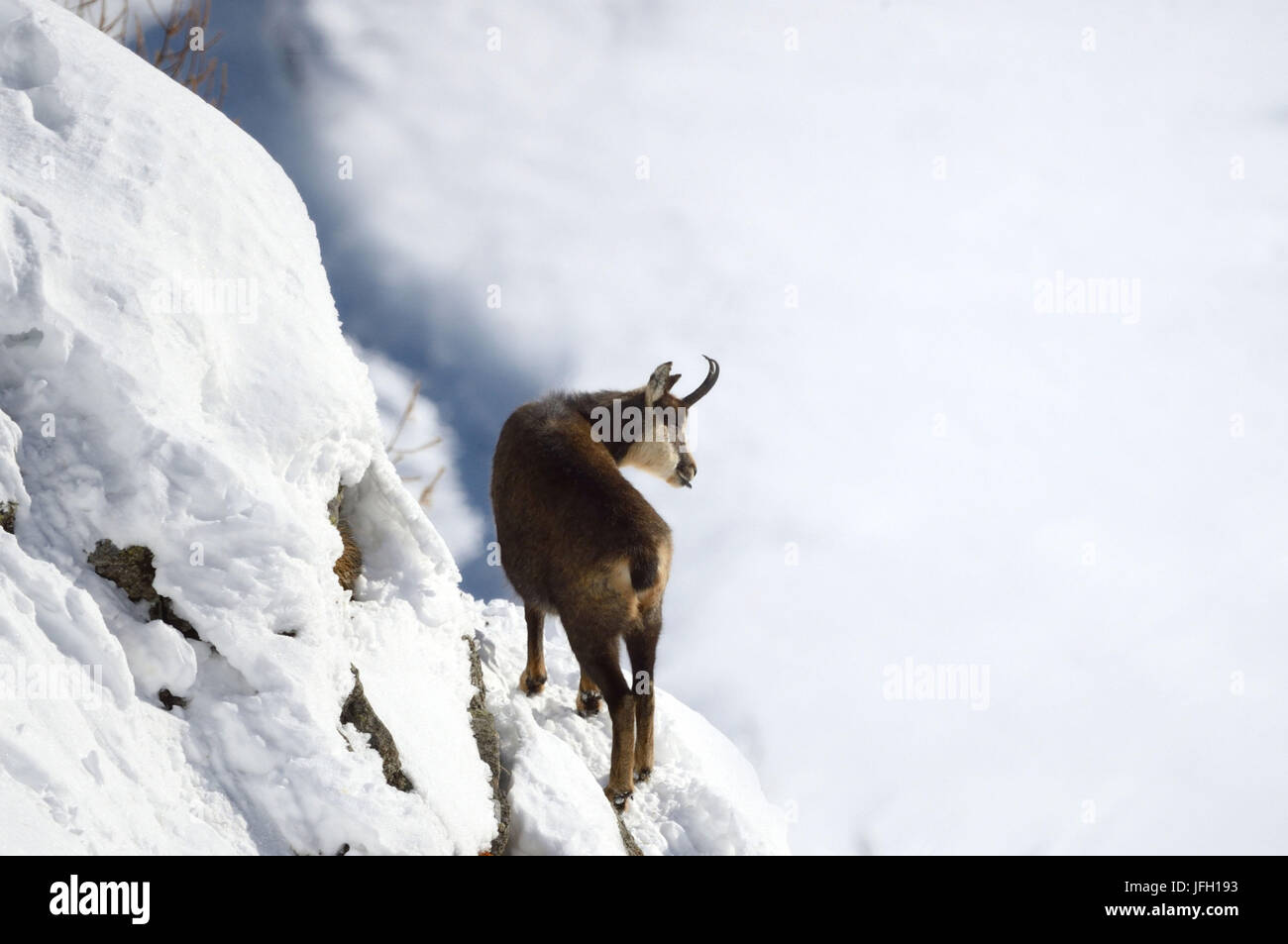 Les roches, neige, chamois, Rupicapra rupicapra, hiver, Banque D'Images