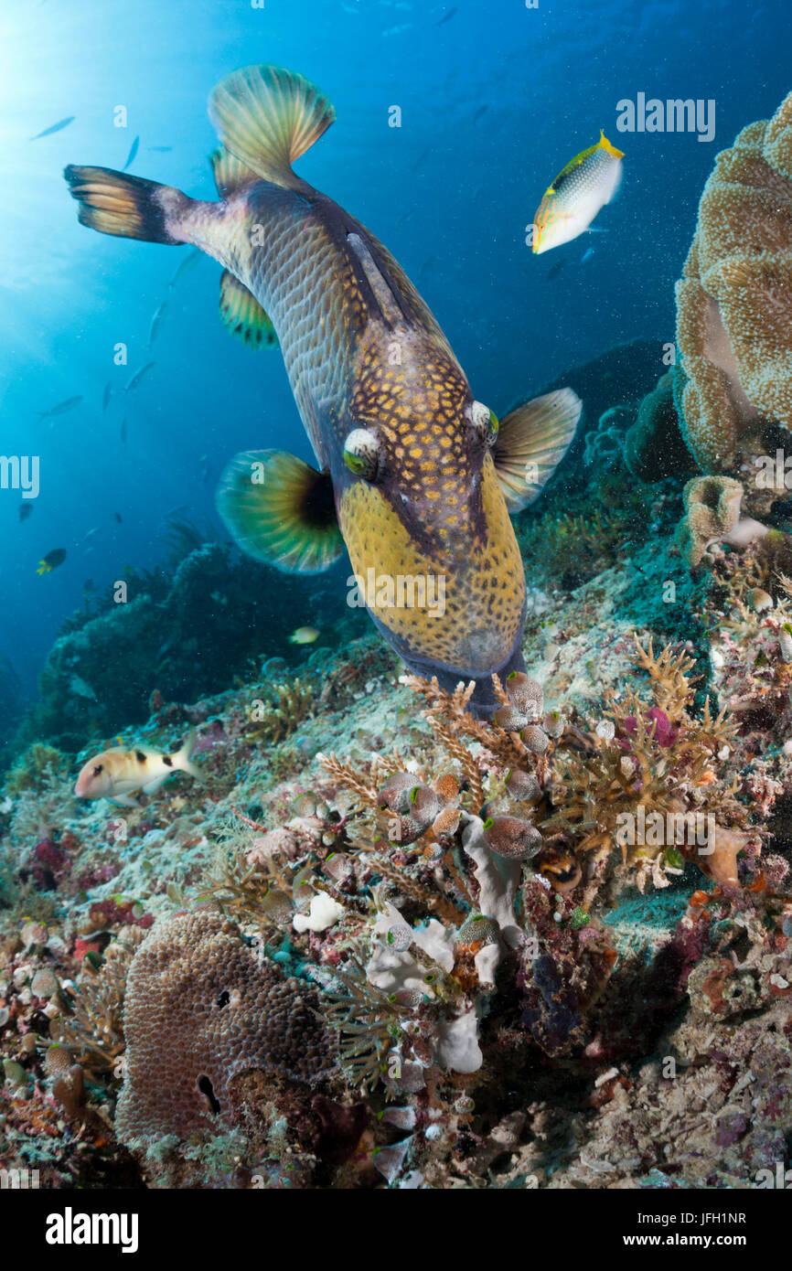 Bouton-poussoir vert gigantesque, Balistoides viridescens, Raja Ampat, Papouasie occidentale, en Indonésie Banque D'Images