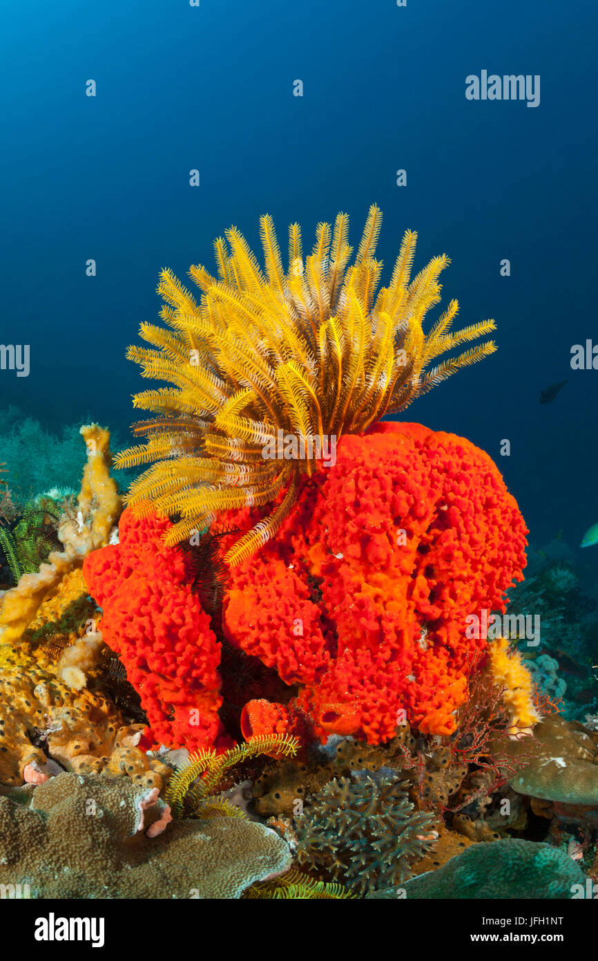 Feather star le champignon, Comanthina sp., Raja Ampat, Papouasie occidentale, en Indonésie Banque D'Images