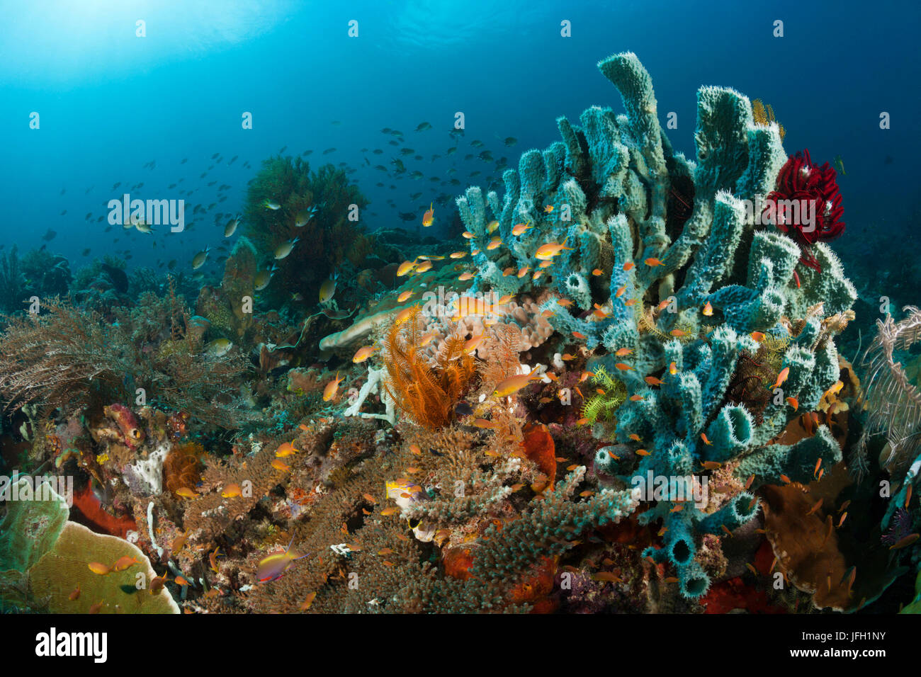 Anthias dans la barrière de corail, Pseudanthias huchtii, Raja Ampat, Papouasie occidentale, en Indonésie Banque D'Images