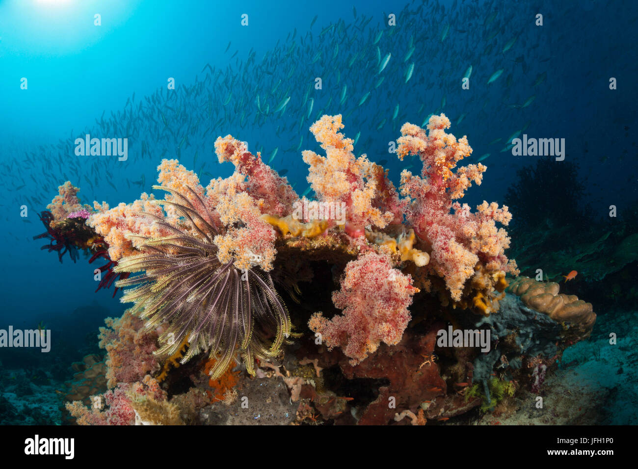 La ligne jaune sur les récifs coralliens, fusiliers Pterocaesio tesselata, Raja Ampat, Papouasie occidentale, en Indonésie Banque D'Images